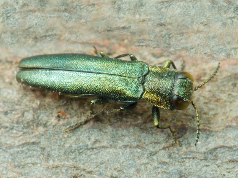 Agrilus angustulus angustulus (Illiger, 1803)